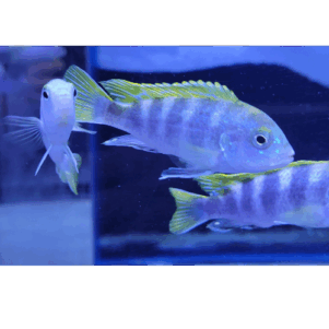 PO. Labidochromis sp. Perlmutt