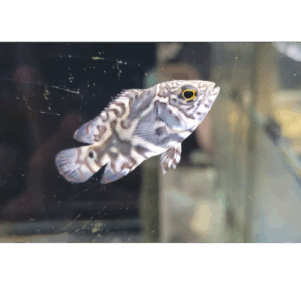 PO. Astronotus mikoljii