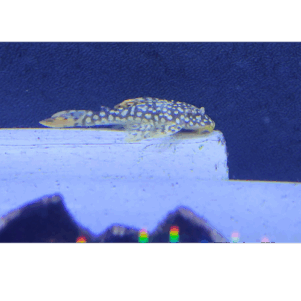 PO. L 14 - Scobinancistrus aureatus