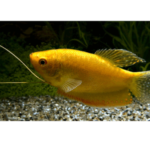 PO. Trichopodus trichopterus Jaune L