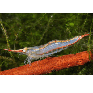 PO. Caridina gracilirostris