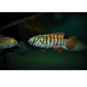 PO. Dario tigris "Black Tiger"