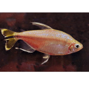 PO. Alestopetersius caudalis