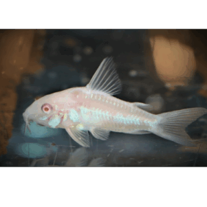 PO. Hoplisoma paleatus albinos