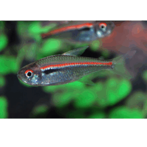 PO. Hyphessobrycon amapaensis