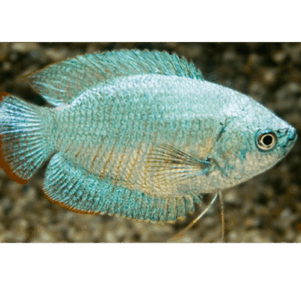 PO. Trichogaster lalius Cobalt