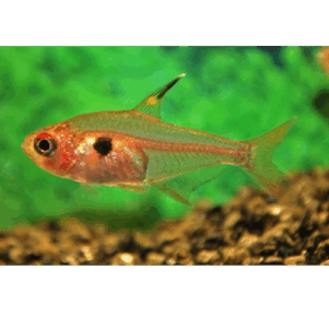 PO. Hyphessobrycon sweglesi