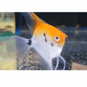 PO. Scalaire koi red