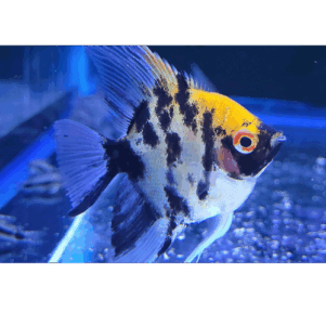 PO. Scalaire koi