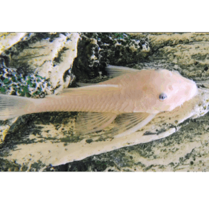 PO. L 144 - Ancistrus sp. L