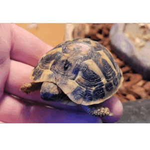 REP. Testudo hermanni hermanii