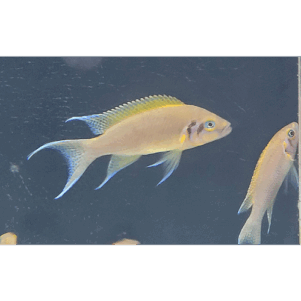 PO. Neolamprologus pulcher "Daffodil"