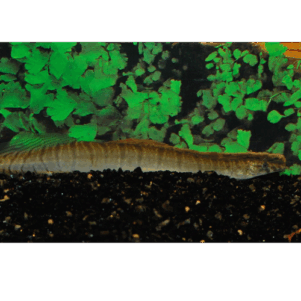 PO. Macrognatus zebrinus