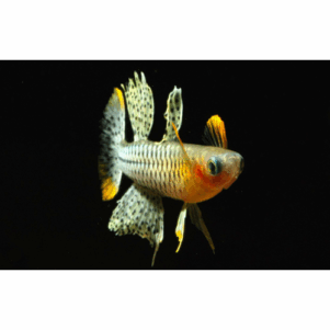 PO. Pseudomugil gertrudae "Aru II"