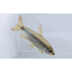 PO. Alestopetersius brichardi