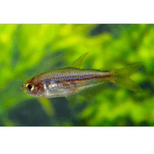 PO. Inpaichthys parauapiranga