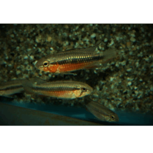 PO. Apistogramma agassizi "RED"