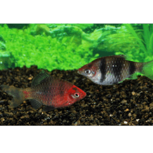 PO. Pethia nigrofasciata