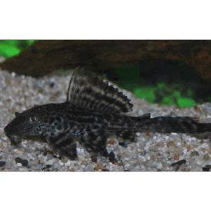 PO. Hypostomus plecostomus 6-8cm