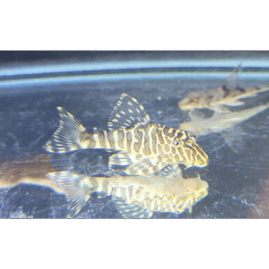 PO. L 134 - Peckoltia compta M