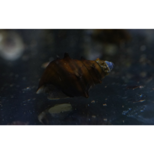 INV. Brotia pagodula 2-3cm