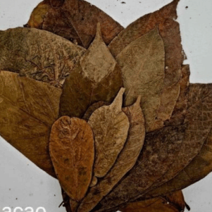 Feuilles de Cacao +-10gr