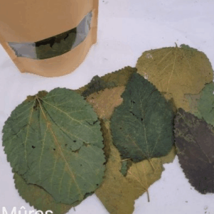 Feuilles de Mûres +/-10gr sous kraft