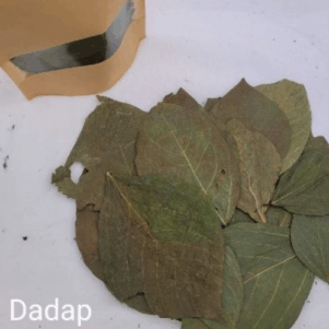 Feuilles de Dadap +/-10gr sous kraft