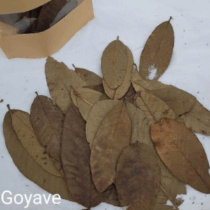 Feuille de Goyave +/-10gr sous kraft