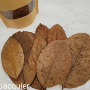 Feuilles de Jacquier +/-10gr sous kraft