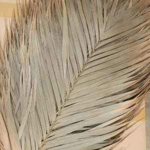 Feuilles de palmier Areca 60cm (1 feuille)