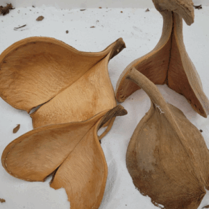 Fruit de Guatambu A. parvifolium double