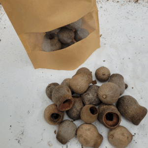 Cosses d'eucalyptus +/-50gr sous kraft