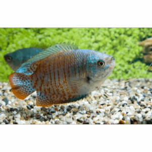 PO. Trichogaster lalius Néon
