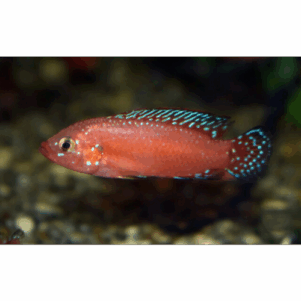PO. Rubricatochromis exsul