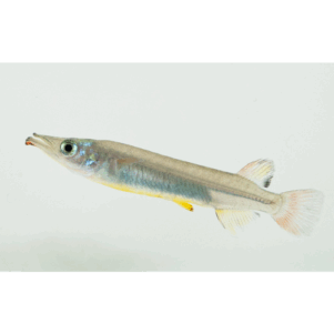 PO. Nomorhamphus liemi