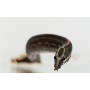 PO. Mastacembelus erythrotaenia S