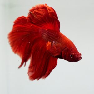 Betta splendens