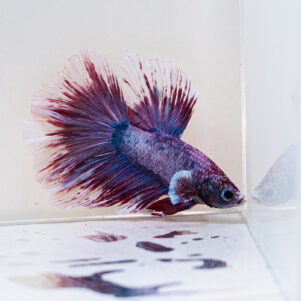 Betta splendens male WYSIWYG 10