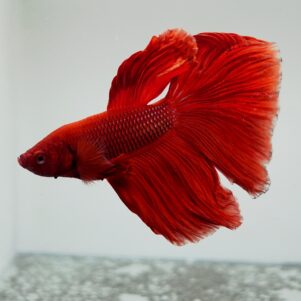 Betta splendens male WYSIWYG 10