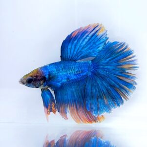 Betta splendens male WYSIWYG 11