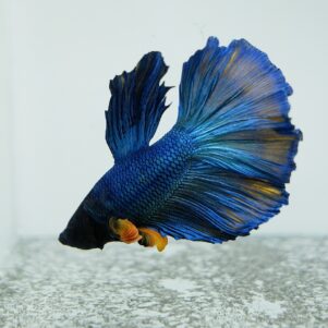 Betta splendens male WYSIWYG 11