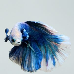 Betta splendens male WYSIWYG 12