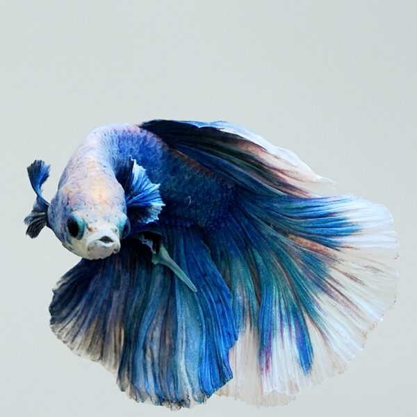 Betta splendens male WYSIWYG 12