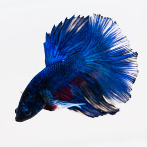 Betta splendens male WYSIWYG 12