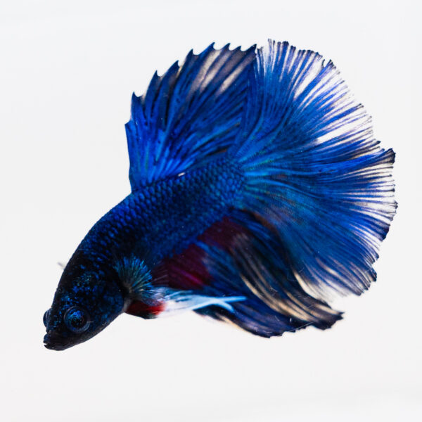 Betta splendens male WYSIWYG 12