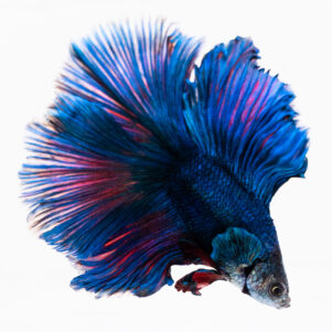 Betta splendens male WYSIWYG 13