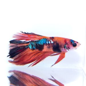 Betta splendens male WYSIWYG 13