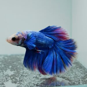Betta splendens male WYSIWYG 13