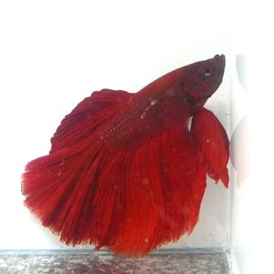 Betta splendens male WYSIWYG 15